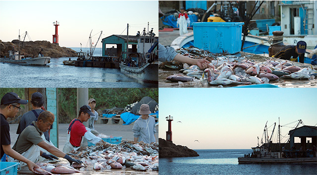 三津漁港の定置網漁体験